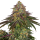 Sweet Cherry Kush - SENSI SEEDS | TanieSianie.pl