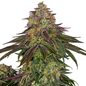 Sweet Cherry Kush - SENSI SEEDS | TanieSianie.pl