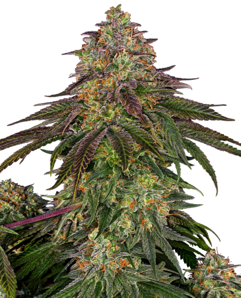 Sweet Cherry Kush - SENSI SEEDS | TanieSianie.pl