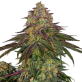 Sweet Cherry Kush - SENSI SEEDS