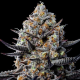 Jealousy Dankness - ANESIA SEEDS | TanieSianie.pl