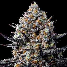 Jealousy Dankness - ANESIA SEEDS | TanieSianie.pl