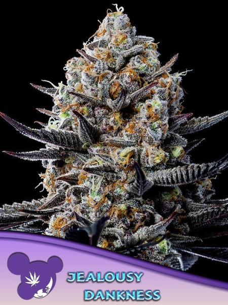 Jealousy Dankness - ANESIA SEEDS | TanieSianie.pl
