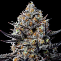 Jealousy Dankness - ANESIA SEEDS