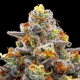 Purple Boost Highness - ANESIA SEEDS | TanieSianie.pl