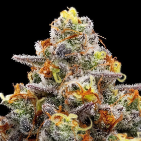 Purple Boost Highness - ANESIA SEEDS | TanieSianie.pl