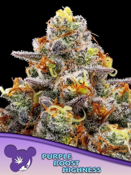 Purple Boost Highness - ANESIA SEEDS | TanieSianie.pl