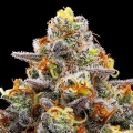 Purple Boost Highness - ANESIA SEEDS