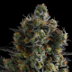 Zoomiez - ANESIA SEEDS | TanieSianie.pl