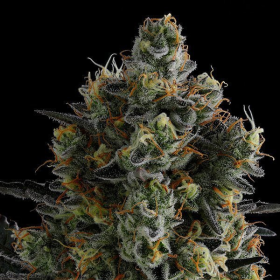 Zoomiez - ANESIA SEEDS | TanieSianie.pl