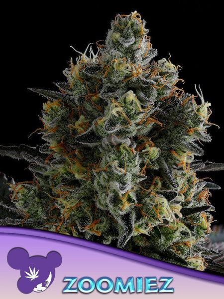 Zoomiez - ANESIA SEEDS | TanieSianie.pl