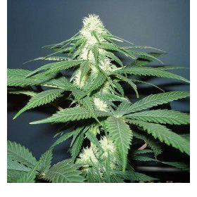 Master Kush - NIRVANA | TanieSianie.pl