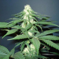 Master Kush - NIRVANA