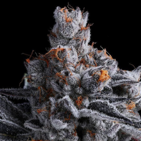 High MARS - ANESIA SEEDS | TanieSianie.pl