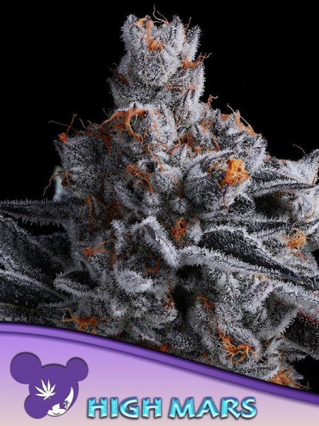 High MARS - ANESIA SEEDS | TanieSianie.pl
