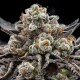 Epic Buzz - ANESIA SEEDS | TanieSianie.pl
