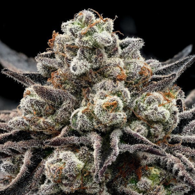 Epic Buzz - ANESIA SEEDS | TanieSianie.pl