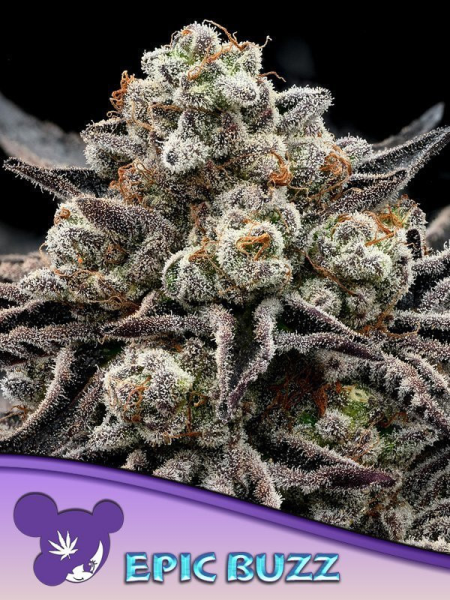 Epic Buzz - ANESIA SEEDS | TanieSianie.pl
