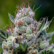 Green Apple Juice Auto - ANESIA SEEDS | TanieSianie.pl