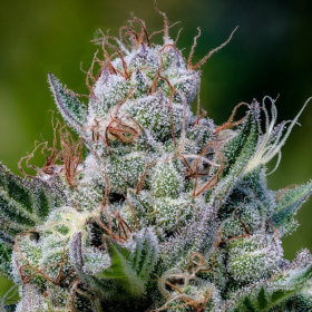 Green Apple Juice Auto - ANESIA SEEDS | TanieSianie.pl