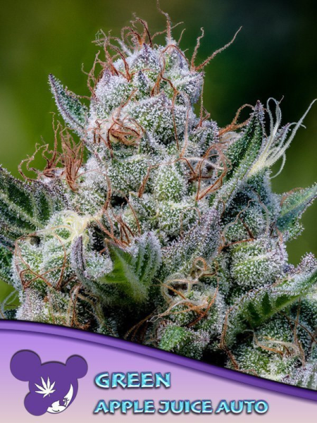 Green Apple Juice Auto - ANESIA SEEDS | TanieSianie.pl