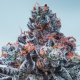 Deep Jealousy Auto - ANESIA SEEDS | TanieSianie.pl