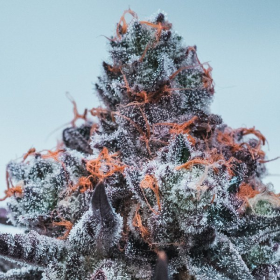 Deep Jealousy Auto - ANESIA SEEDS | TanieSianie.pl