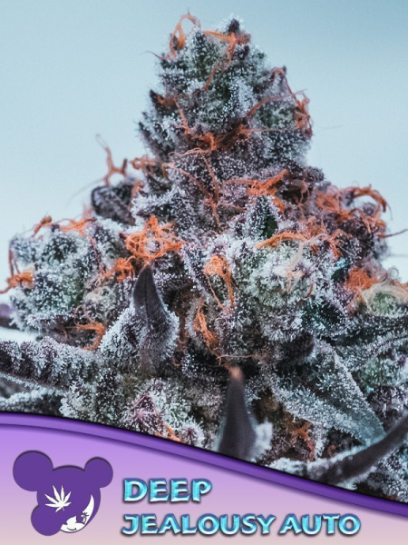 Deep Jealousy Auto - ANESIA SEEDS | TanieSianie.pl
