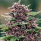 Toffee Pudding Auto - ANESIA SEEDS | TanieSianie.pl