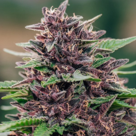 Toffee Pudding Auto - ANESIA SEEDS | TanieSianie.pl