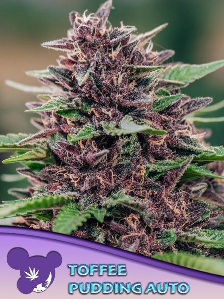 Toffee Pudding Auto - ANESIA SEEDS | TanieSianie.pl