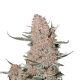 Ztrawberriez Auto - FASTBUDS | TanieSianie.pl