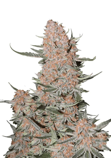 Ztrawberriez Auto - FASTBUDS | TanieSianie.pl