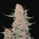 Ztrawberriez Auto - FASTBUDS | TanieSianie.pl