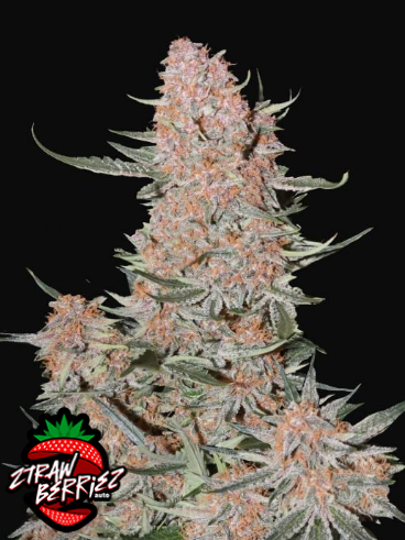 Ztrawberriez Auto - FASTBUDS | TanieSianie.pl
