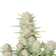 Apricot Auto - FASTBUDS | TanieSianie.pl