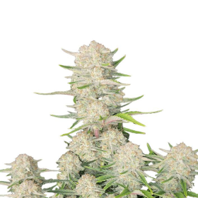 Apricot Auto - FASTBUDS | TanieSianie.pl