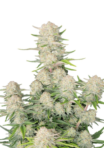 Apricot Auto - FASTBUDS | TanieSianie.pl