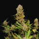 Apricot Auto - FASTBUDS | TanieSianie.pl