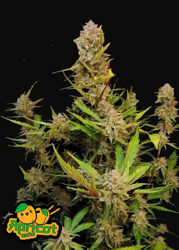 Apricot Auto - FASTBUDS | TanieSianie.pl