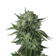 Original Auto Moby Dick - FASTBUDS | TanieSianie.pl