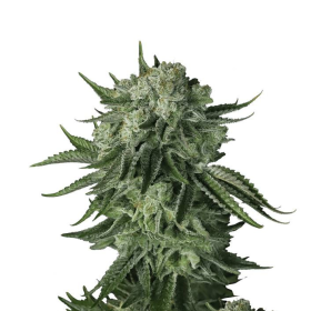 Original Auto Moby Dick - FASTBUDS | TanieSianie.pl