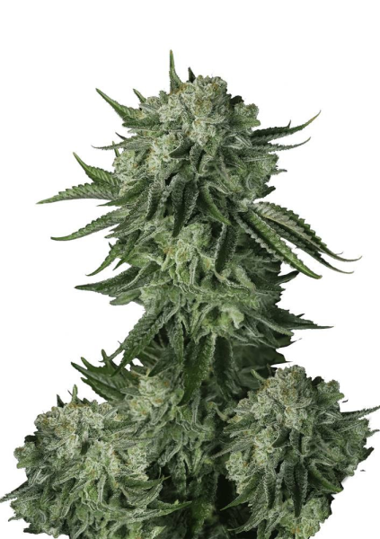 Original Auto Moby Dick - FASTBUDS | TanieSianie.pl