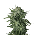 Original Auto Moby Dick - FASTBUDS