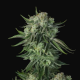 Original Auto Moby Dick - FASTBUDS | TanieSianie.pl