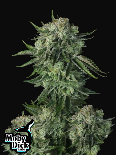 Original Auto Moby Dick - FASTBUDS | TanieSianie.pl