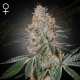 Highcloudz - GREEN HOUSE SEEDS | TanieSianie.pl
