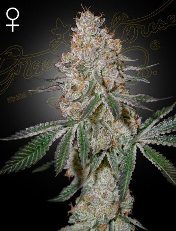 Highcloudz - GREEN HOUSE SEEDS | TanieSianie.pl