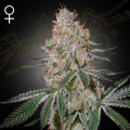Highcloudz - GREEN HOUSE SEEDS