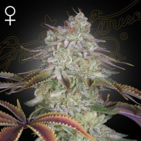 Alienz - GREEN HOUSE SEEDS | TanieSianie.pl